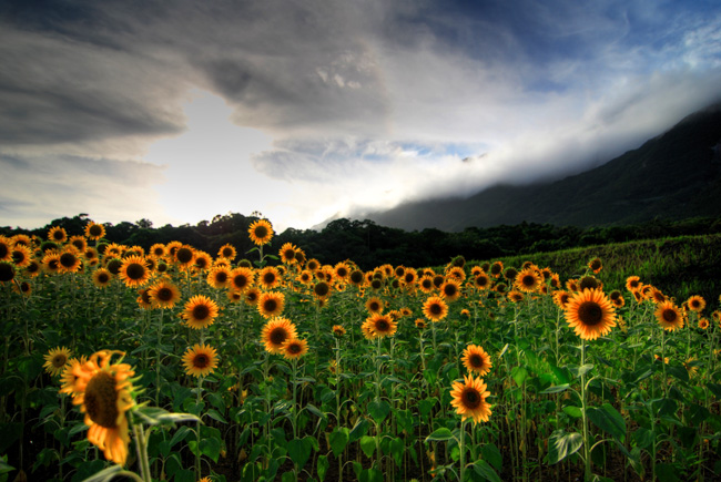 yakushima onoaida sunflowers